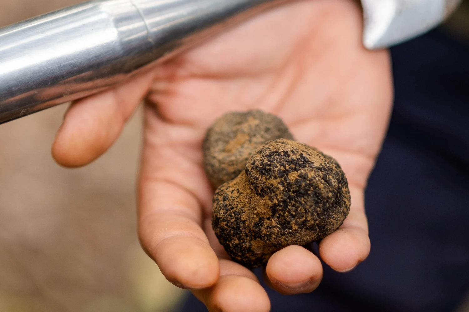 Truffe blanche récoltée lors de la chasse à la truffe privée à Castelfalfi